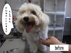 カット前マルチーズ