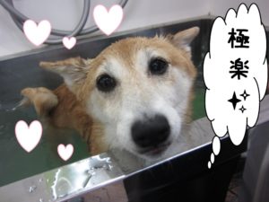 スパ中柴犬