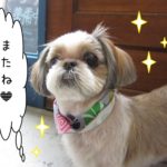 おすましシーズー