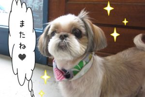 おすましシーズー