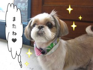 おすましシーズー