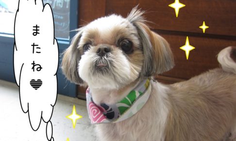 おすましシーズー