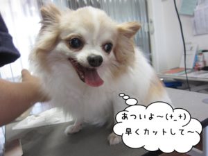 カット前チワワ