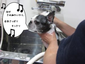 シャンプー中ボストンテリア