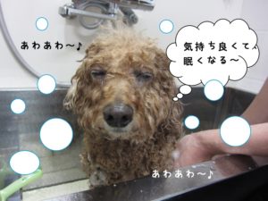 シャンプー中トイプードル