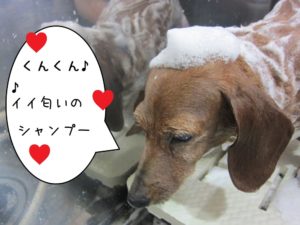 シャンプー中ミニチュアダックス