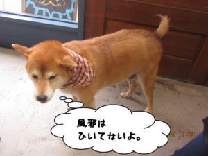 施術後柴犬
