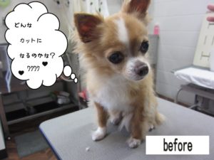 カット前トイプードル