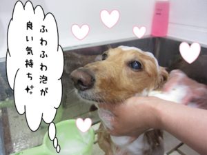 シャンプー中ミニチュアダックス