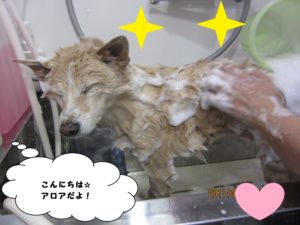 シャンプー中ミックス