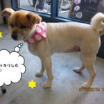 おすまし横顔ミックス