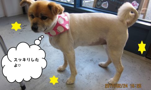 おすまし横顔ミックス