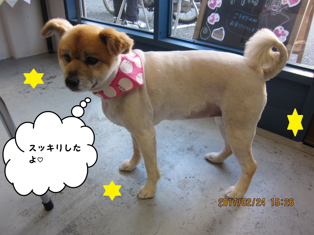 おすまし横顔ミックス