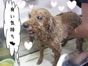 シャンプー中トイプードル