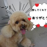 笑顔トイプードル