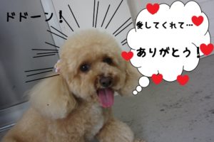 笑顔トイプードル