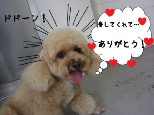 笑顔トイプードル