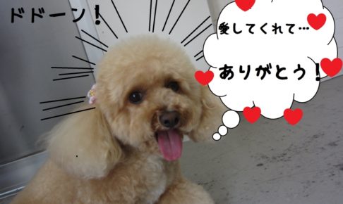 笑顔トイプードル