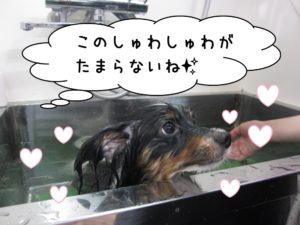 スパ中パピヨン