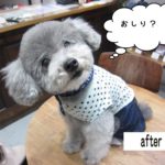 キョトントイプードル