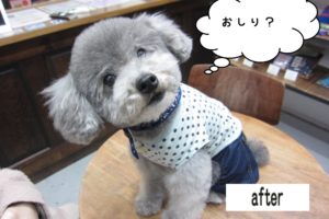 キョトントイプードル