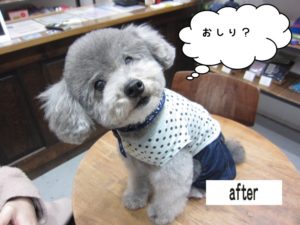 キョトントイプードル