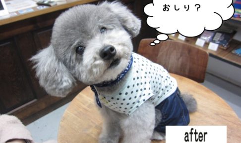 キョトントイプードル