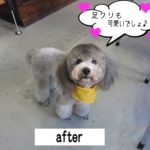 おすましトイプードル