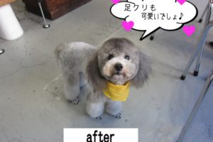 おすましトイプードル