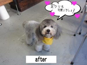 おすましトイプードル