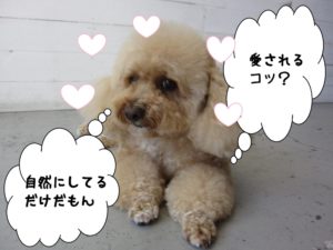 施術前トイプードル