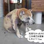 くつろぎ柴犬