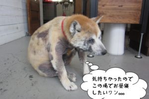 くつろぎ柴犬