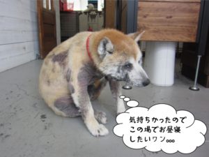 くつろぎ柴犬
