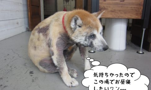 くつろぎ柴犬