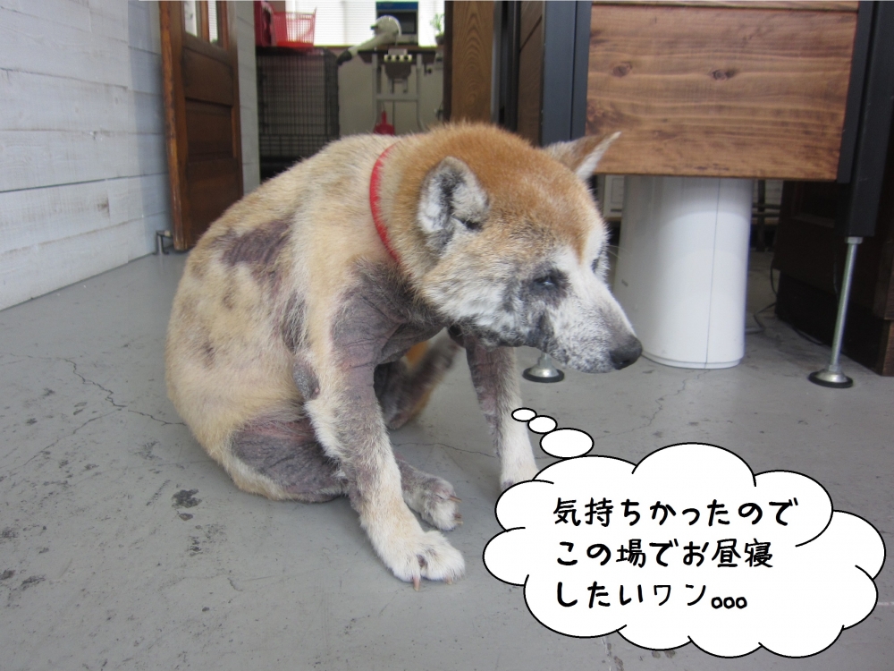 くつろぎ柴犬