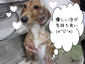 シャンプー中ミニチュアダックス