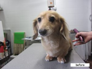 カット前ミニチュアダックス