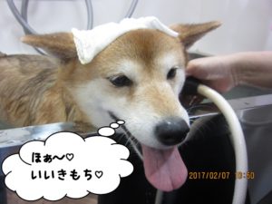 スパ中柴犬