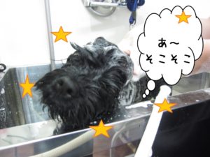 シャンプー中ミックス