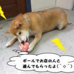 遊ぶ柴犬