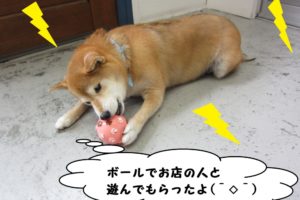 遊ぶ柴犬