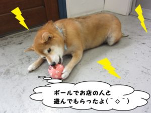 遊ぶ柴犬