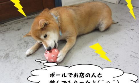 遊ぶ柴犬