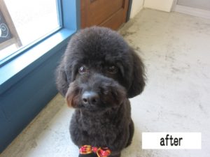 カット後トイプードル