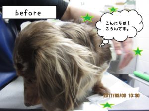 カット前ミニチュアダックス