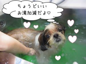 スパ中シーズー