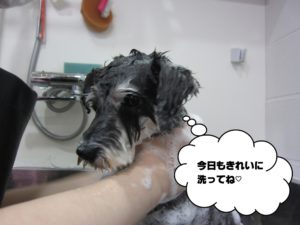シャンプー中Mシュナ
