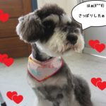 おすましMシュナ