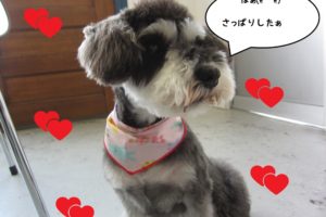 おすましMシュナ